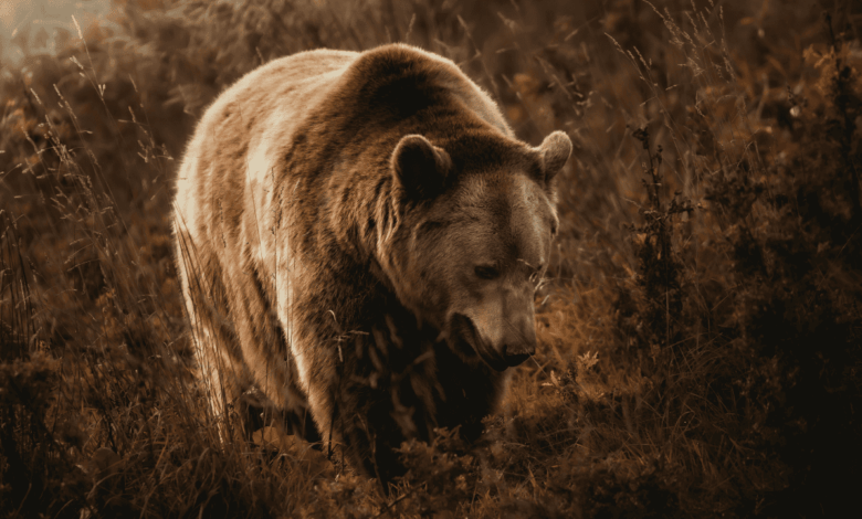 Ayı ve Yaban Hayatı: Doğada Karşılaşma Anında Yapılması (ve Yapılmaması) Gerekenler